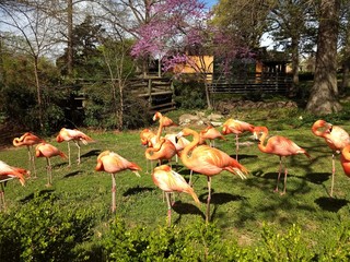 Flamingos at the Zoo