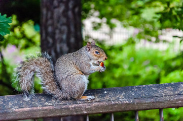 Grey squirrel standing on bench eating some apple given to it by a tourist, Crystal Palace Park, London, UK
