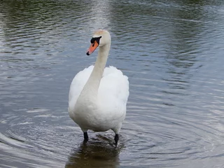 Tuinposter white swan on the lake © Igelbox