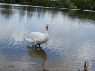 white swan on the lake