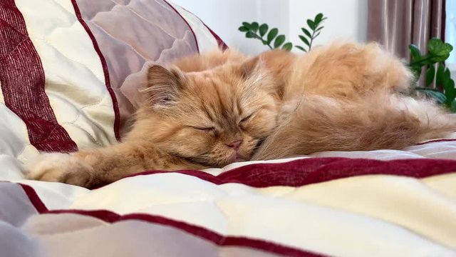 cute red furry cat sleeps on the bed and rests its head on an outstretched forepaw