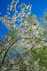 Blooming cherry tree on spring. Romantic floral background