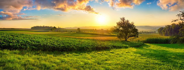 Ruhige ländliche Landschaft mit Panoramablick an einem frühen Sommermorgen nach Sonnenaufgang, mit einem Baum auf grünen Wiesen und bunten Wolken im goldenen und blauen Himmel