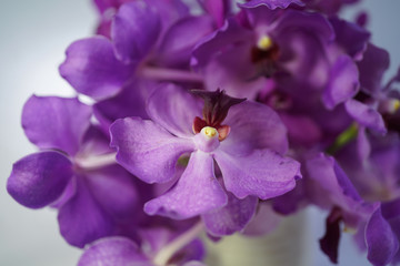 purple orchid flower on white background 