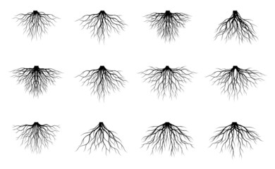 Set black Roots on white background. Vector Illustration and graphic element.