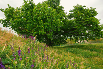 Fototapeta premium Turkish Hazel - CORYLUS COLURNA tree 300 years old in Hungary, Romhány 