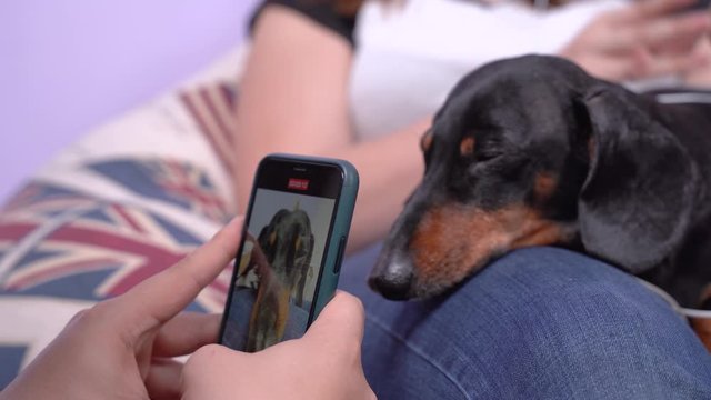Man using smartphone takes video or makes portrait photo of cute sleepy dachshund lying on owners lap, close up. Dog superstar poses on camera to create content for pet blog.