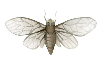 Fly cicada. Insects of France. Watercolour illustration isolated on white illustration.