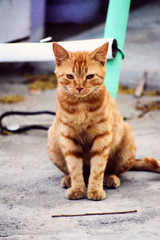 Domestic Indian striped kitten.