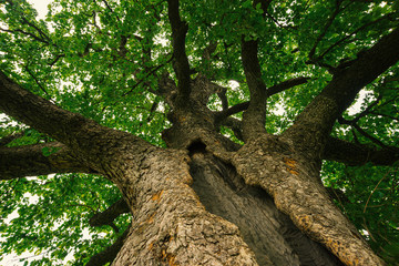 Fototapeta na wymiar Turkish Hazel - CORYLUS COLURNA tree 300 years old in Hungary, Romhány 