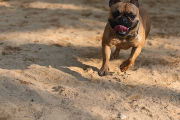 Happy French Bulldog playing in the park