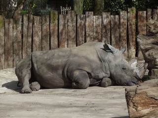 Fototapeta premium Ein mächtiges Breitmaulnashorn im Zoo in Dortmund in Deutschland.