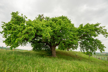 Turkish Hazel - CORYLUS COLURNA tree 300 years old in Hungary, Romhány 
