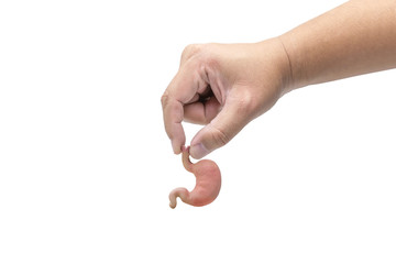 Hand holding human stomach ready to give to others. Organ Donations concept.