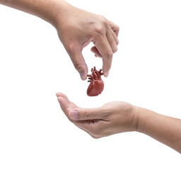 Hand holding human heart ready to give to others. Organ Donations concept.	
