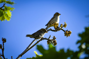 young sparrows in the wild clothed by their mother (Passer domesticus)