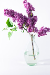 Spring fresh flower concept with violet lilac with green leaves in glass vase with water on the white background isolated. Free copy space. Still life.