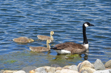 canada goose swimming in lake