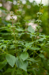 Flowering Sweet Basil