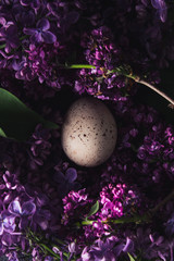 Obraz na płótnie Canvas Chicken white and brown eggs disguised painted as quail with lots of brown spots stains in the nest. On fresh spring violet lilac flower background with green leaves. Free copy space. Easter concept