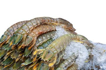 Mantis Shrimp on Ice, white background