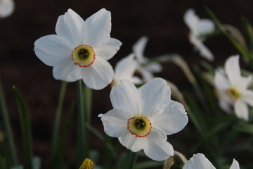 Fototapeta premium Цветочки