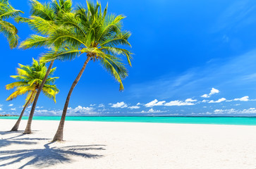 Fototapeta na wymiar Coconut Palm trees on white sandy beach in Caribbean sea.