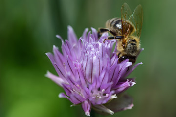 A bee searches for food in the flower of a chive plant against a green background with space for text