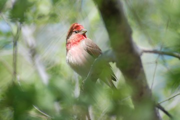 The common lentil or simply lentil (Carpodacus erythrinus) is a bird of the Finch family that hides among the leaves of trees.