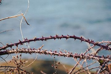 Branches de roncier garnies d'épines .