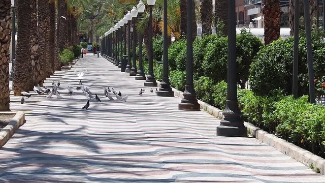 Paseo la explanada lugar de encuentro de palomas