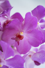 purple orchid flower on white background 