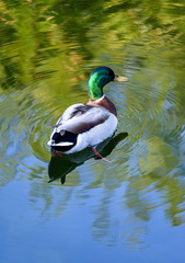 Mallard Duck swimming in a lake reflecting a nice blue and green background.