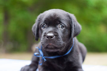 labrador retriever little puppy