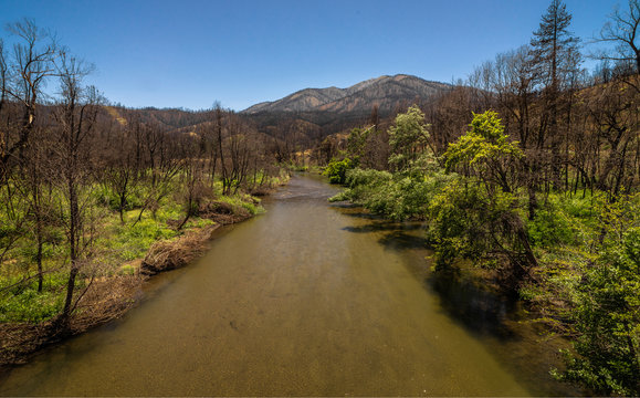 Burnt Vegetation After The 2018 Carr Wildfire In Northern California