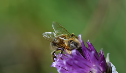 A bee searches for food in the flower of a chive plant against a green background with space for text