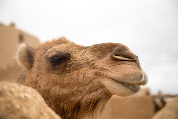 Camel