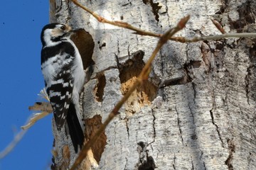 Small spotted woodpecker (Dendrocopos minor), also small woodpecker-bird, the smallest representative of the woodpecker family sits on a tree