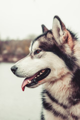 Obraz premium Alaskan Malamute beautiful portrait