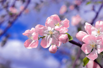 Fototapeta na wymiar blooming apple tree in the spring garden