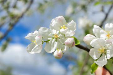 blooming apple tree in the spring garden