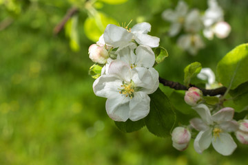 blooming apple tree in the spring garden