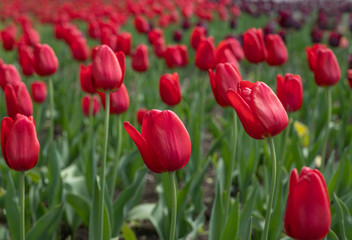 red tulips in the spring garden