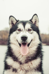 Obraz premium Alaskan Malamute beautiful portrait