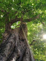 Fototapeta premium tree in the jungle and sun rays 