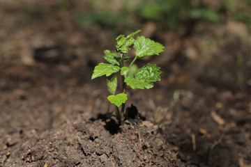 young plant in the sunlight day
