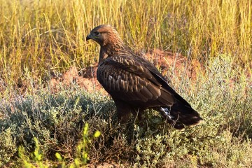 The common Buzzard is a medium-sized predator on a summer day in the steppe. The common Buzzard or Buzzard (Buteo buteo) belongs to the Hawk family (Accipitridae).