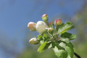 blooming apple tree in the spring garden