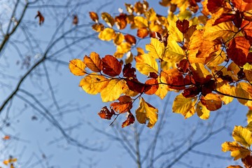 Fototapeta na wymiar Colorful autumn leaves against blue cloudless sky and blurred leafless tree branches.