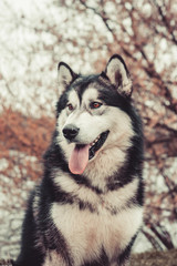 Alaskan Malamute beautiful portrait